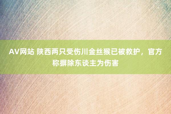 AV网站 陕西两只受伤川金丝猴已被救护，官方称摒除东谈主为伤害